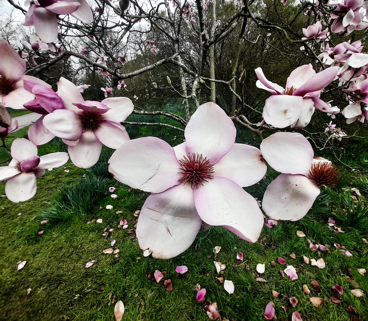 Majestic magnolia