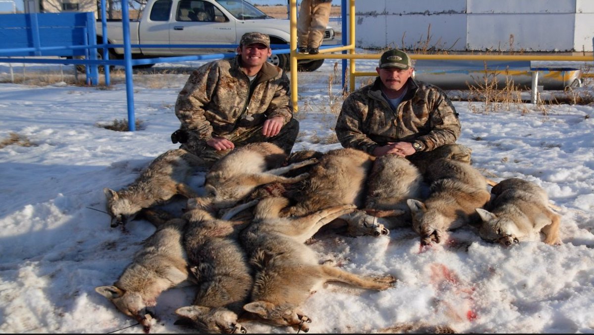 _riya04's tweet photo. Hunting competitions remain an anachronism and present a violence bloodbath invented for entertainment purposes (@HumaneSociety). #39canimals https://t.co/f9dJs8lqGm