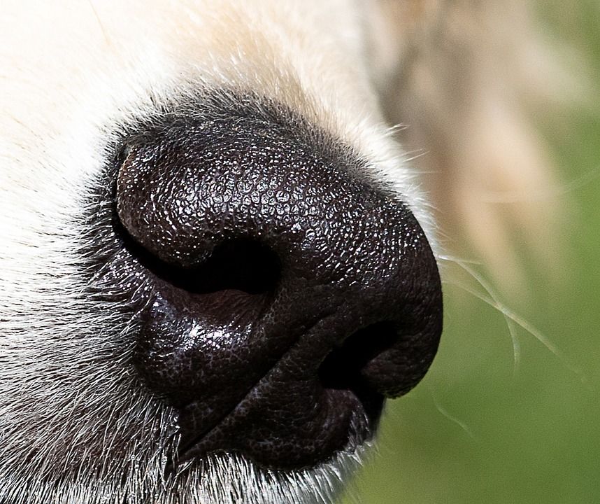 leadwithfundogs's tweet image. Help your anxious pup build confidence with Nose Games!  No leashes, no other dogs – just fun obstacles and search games to keep them engaged. Book your spot for March class here: leadwithfunbooking.as.me/nose1-March-20…
