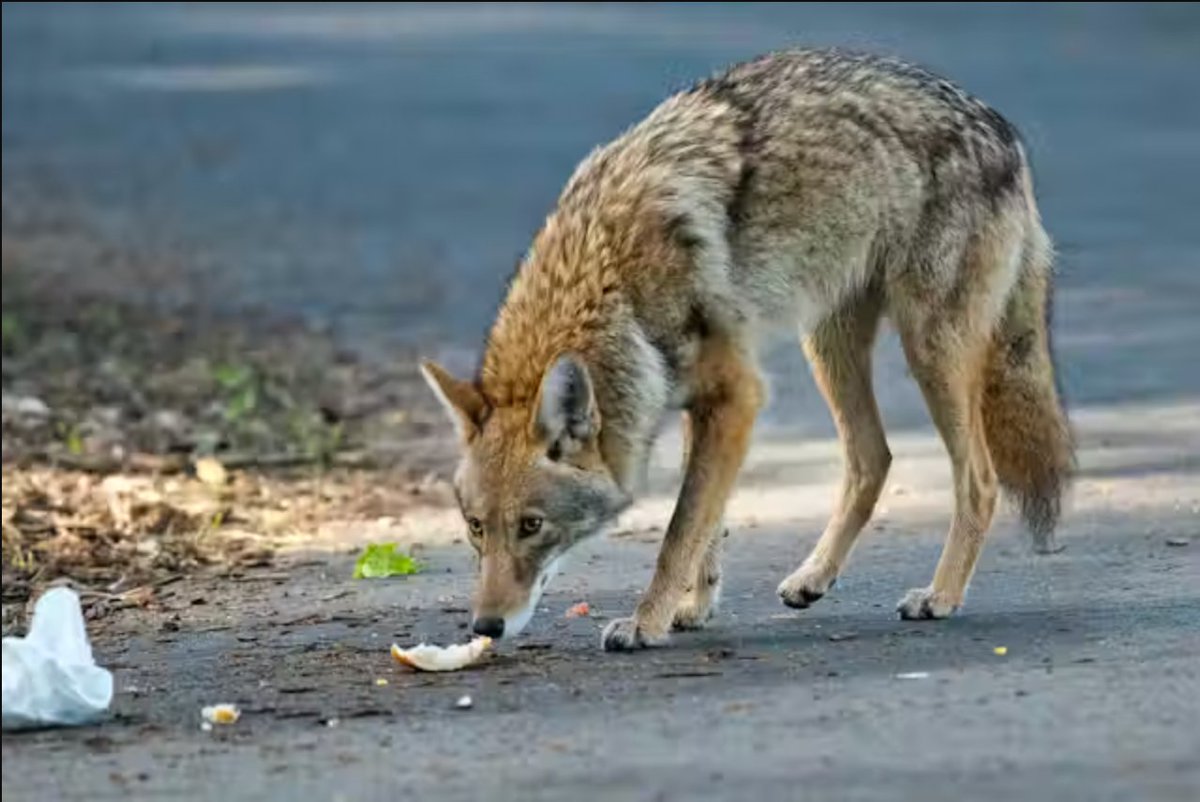 _riya04's tweet photo. "Communities that are aware of potential hazards associated with coyotes, including their behaviors, attractant things (like compost), and likely shelter spots, can take strategic control methods to prevent conflicts."
#39canimals https://t.co/wIJO6TCNld