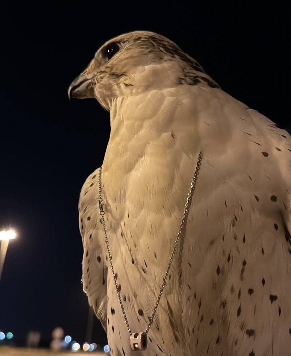 saudipopular's tweet image. 