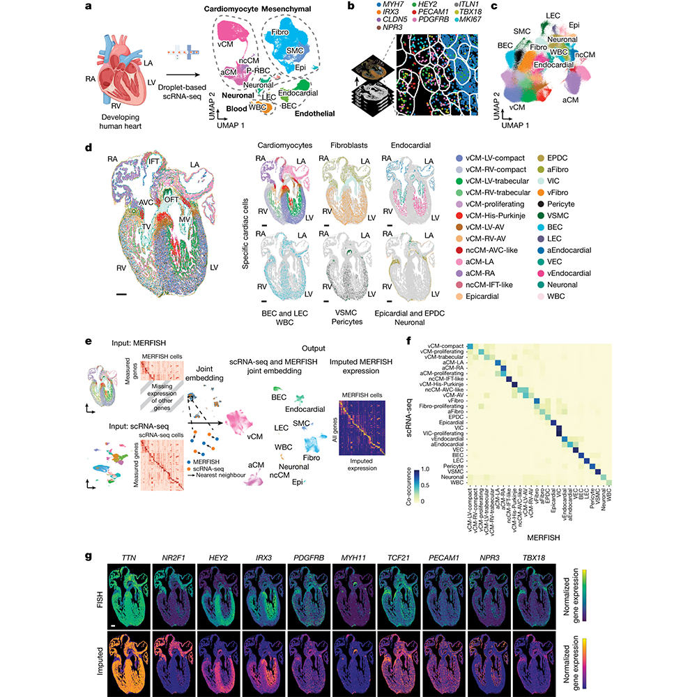 A paper in @Nature presents a comprehensive spatial cell atlas of the developing human heart, which shows how different heart cell types interact and organize into complex cardiac structures that are critical for heart function. go.nature.com/43eWAhY