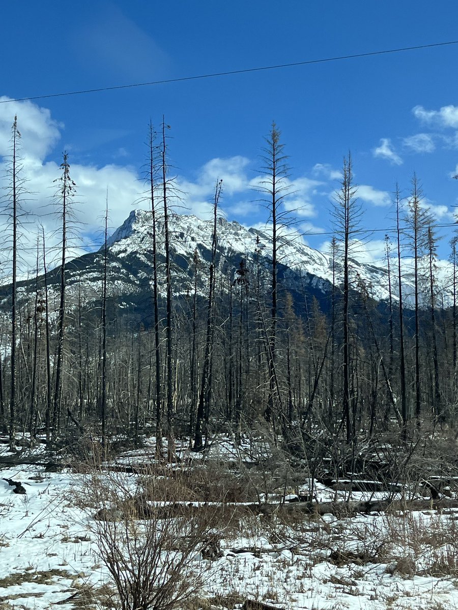 Glorious! Last time I was in Jasper was with Dirk and Baba (age 1), travelling in our tree planting “crummy” (crew vehicle)