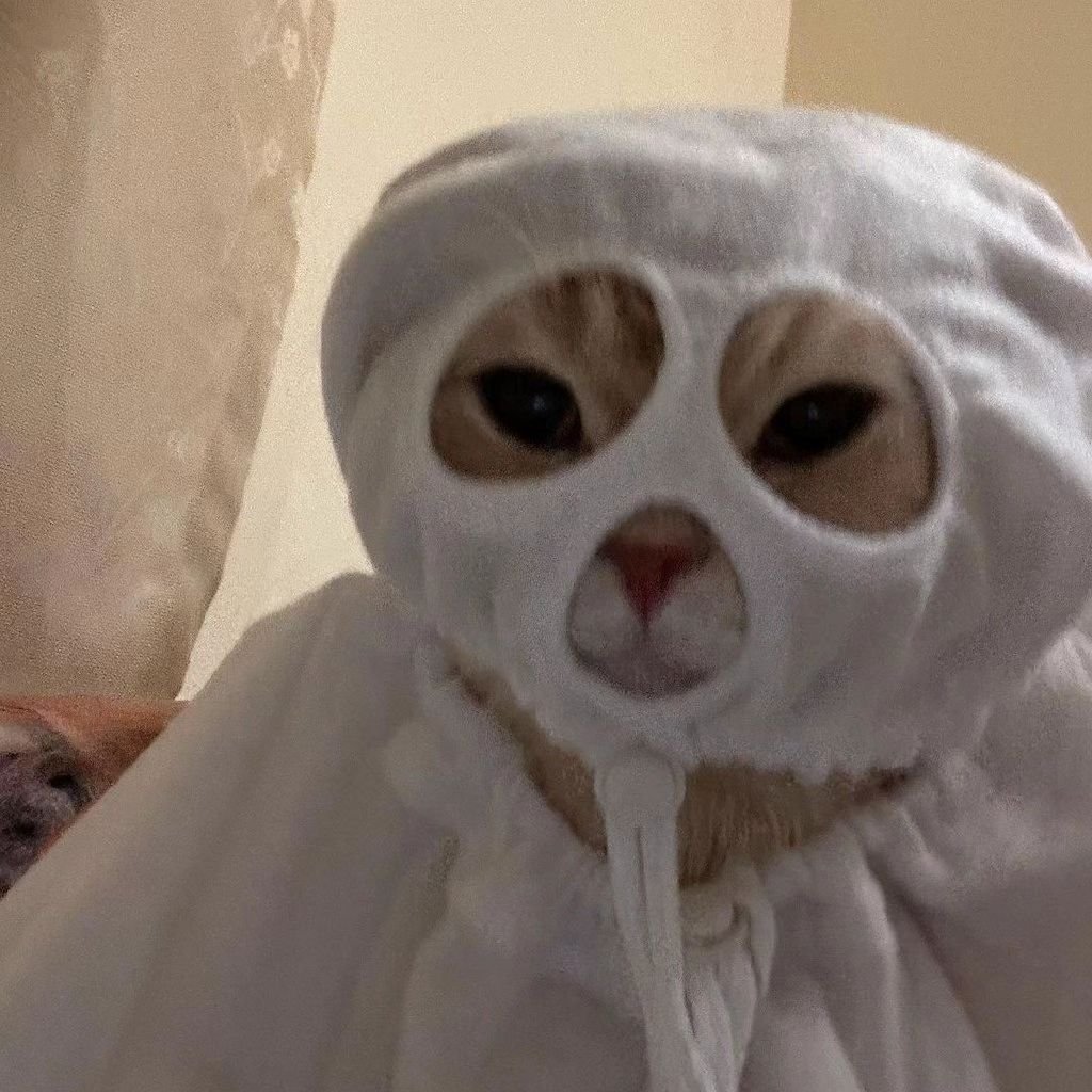 Punch Cat (@punchingcat) on Twitter photo 