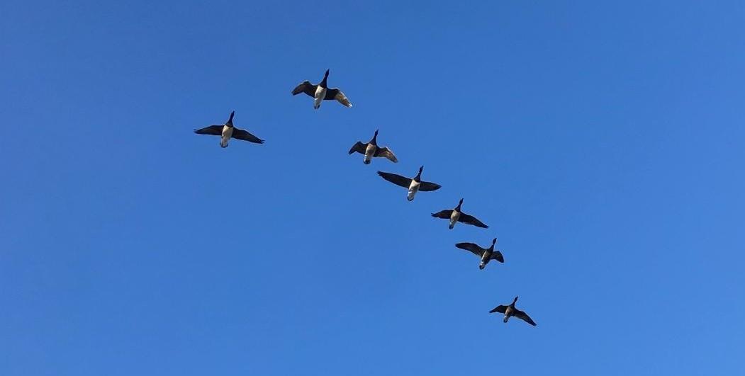 Let the Wild Geese Fly at our next in person event on Wed 27 Mar 7pm in Taylor's Hall to hear from mediator Turlough O'Donnell about dialogue as activism and new systems of leadership. Register 👉shorturl.at/eisR8