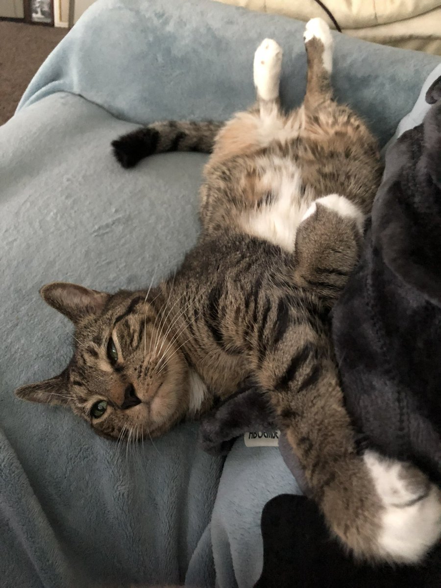 AgentPopo321's tweet photo. Back at the airport headed on home. I’m glad I was able to be with my girlfriend @MsCeros for the last 10 days. I was able to say goodbye to Jasper before he passed. It’s sad to see him go, but I’m glad I was able to be there for his last moments. He was a great cat. Rest well. https://t.co/vzlPx3nltO