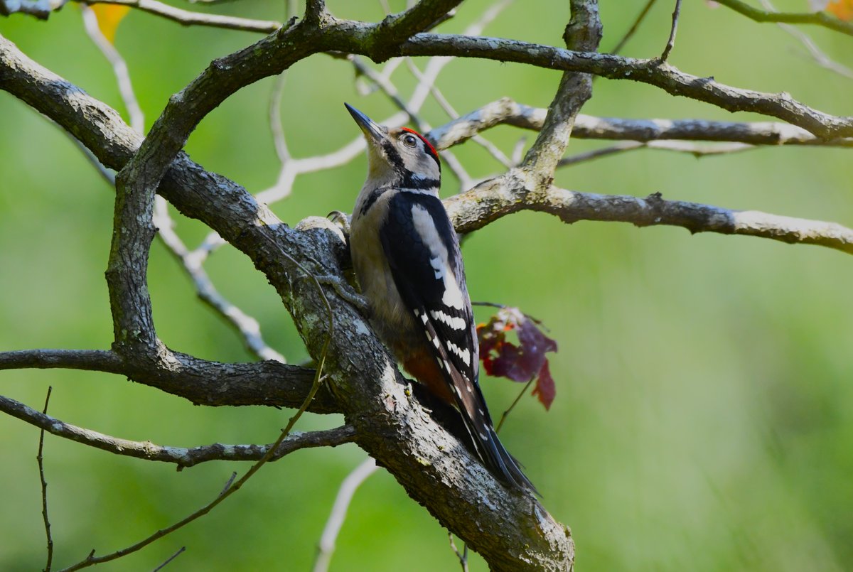 Woodpecker on a tree for #WoodpeckerWednesday