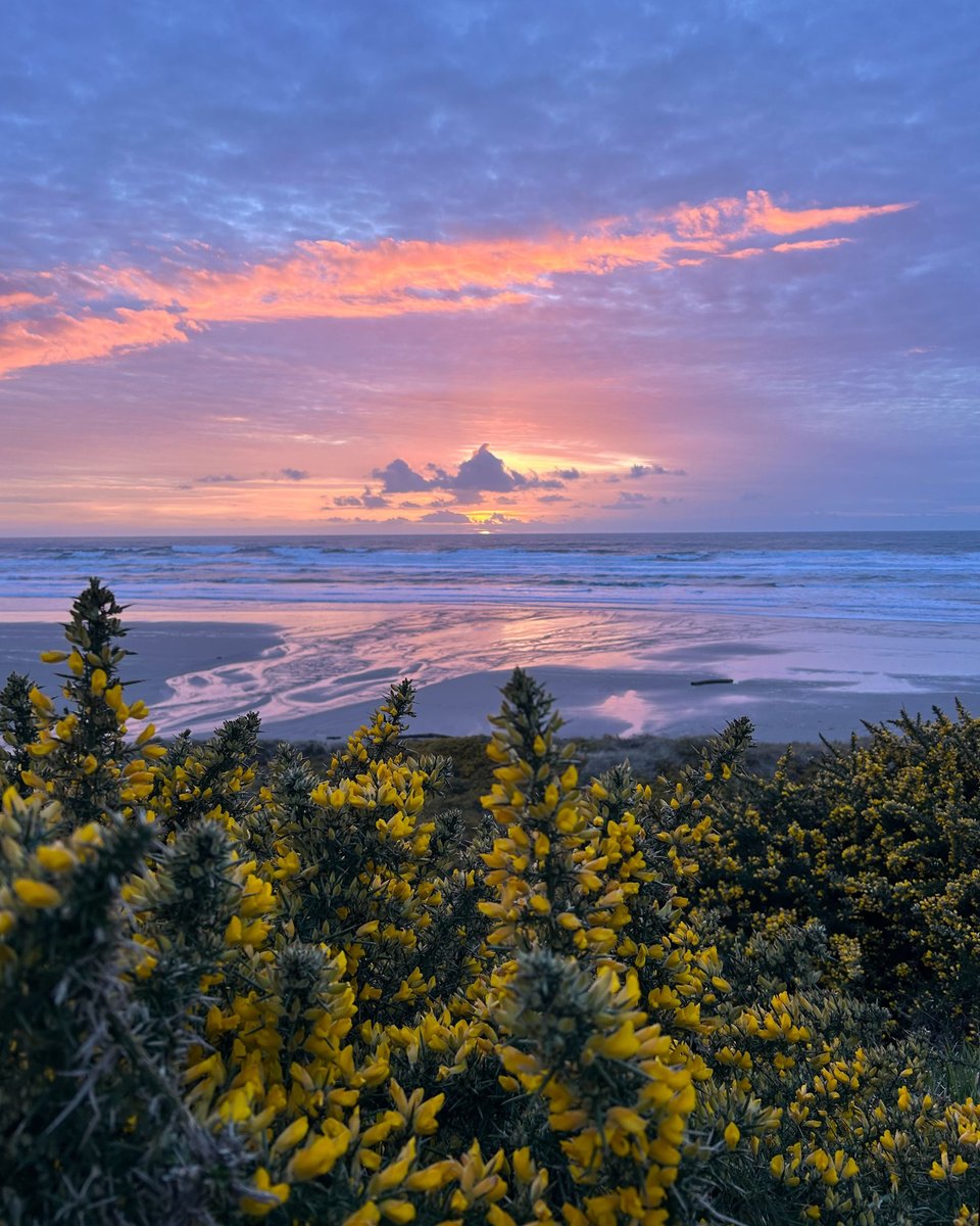 It's gorse bloom season along the cliffs of Bandon Dunes 🤩 #BandonStaffPic 📸: Kristian Hollaway