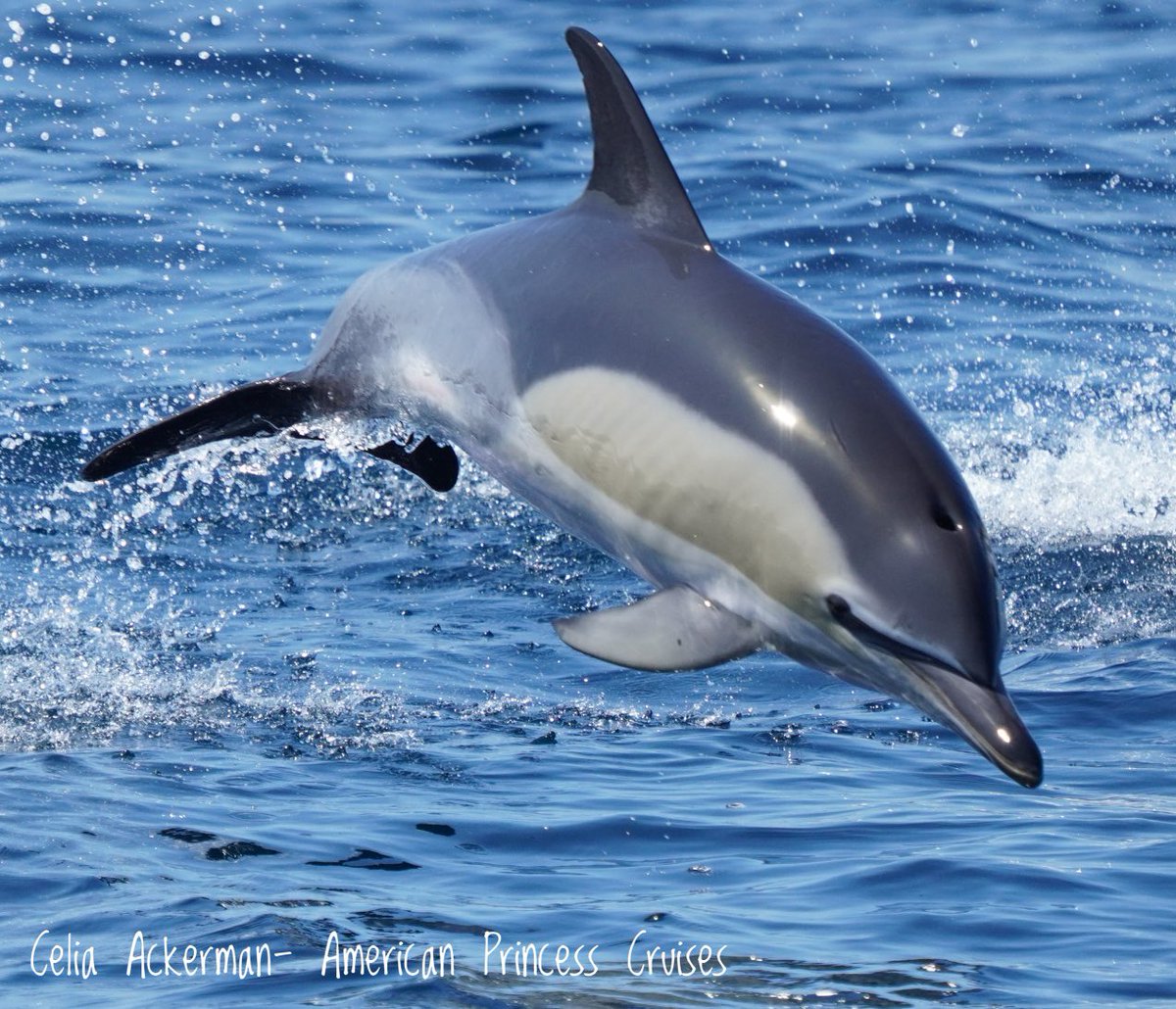 March is Dolphin awareness month. Did you know that Common Dolphin are the most abundant cetacean in the world. They have been sighted in every ocean and most seas (except in polar regions). #dolphinawarenessmonth #dolphinawareness