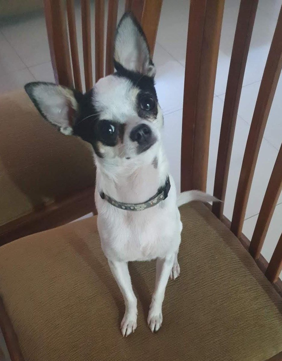 RT SOLIDARIO PARA ENCONTRAR A KÁISER 🥺🥺🥺🥺🙏🏻🙏🏻🙏🏻

Se perdió en Zona Río Pilcomayo, Lambaré.
SE OFRECE RECOMPENSA! 
Cualquier información al 0982 996 571