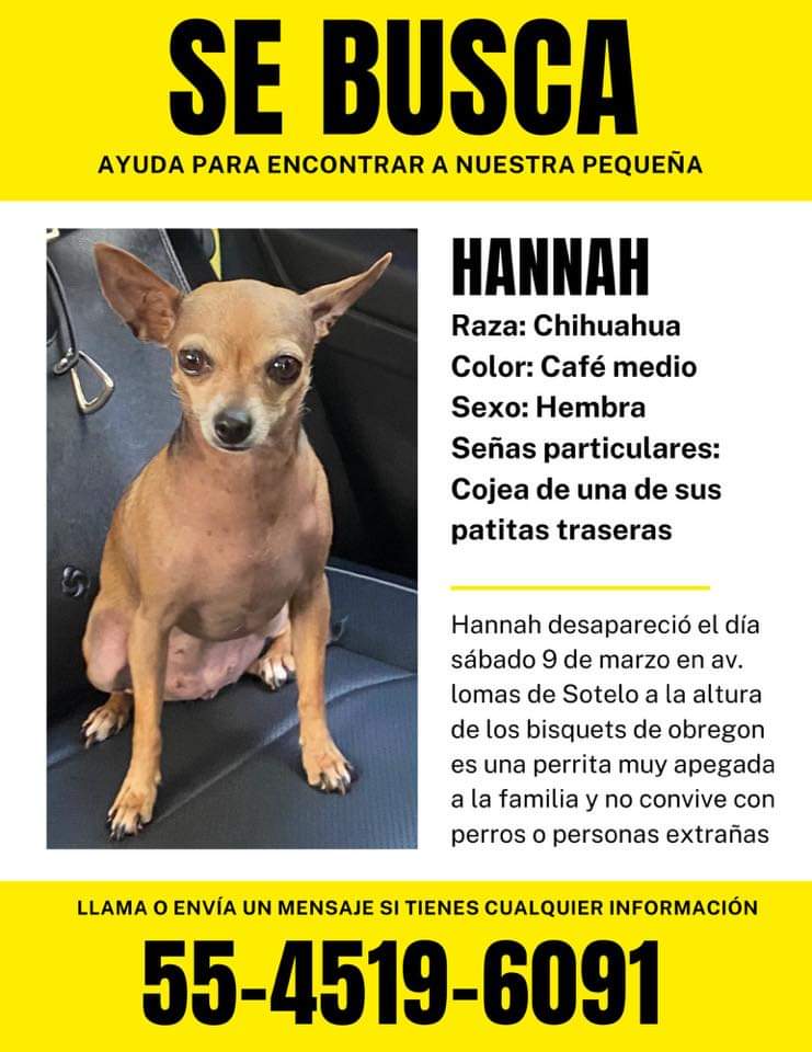 AYUDAAAAA @HELA_MORE @LicAnimalista @PerdiDogsMx @difusionenred , @taxianimalista @MascotaCoyoacan @Apoyo_Croqueton @MascotasSismo @PrrosPerdidosMX @Perrosenlacalle @Animales_CDMX @UPALmx @Animales_CDMX @BuscaFuska @RescatemosCHMX @lomitosmx @Foro_TV