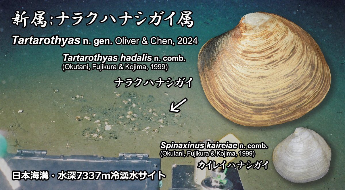squamiferum's tweet photo. [New Paper] Revised hadal clams (Thyasiridae) from world's deepest chemosynthetic ecosystem, Japan Trench seeps up to >7300 m deep -- including naming a new genus Tartarothyas! 
In @conchsoc J. Conch. led by Graham Oliver @AmgueddfaCymru, OPEN ACCESS: https://t.co/UDovGlBqfx https://t.co/UXFFASOMEr