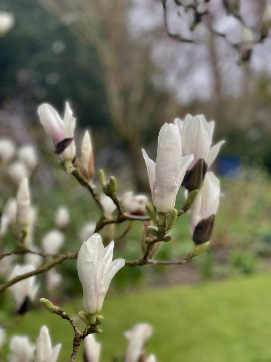 The magnolias this year are absolutely stunning and nowhere near their peak.  Come see for yourself on Sunday -17 March- when we are open to the @nationalgardenscheme and all admission fees go the NGS.    Open 11-4!   The magnolias are waiting!!