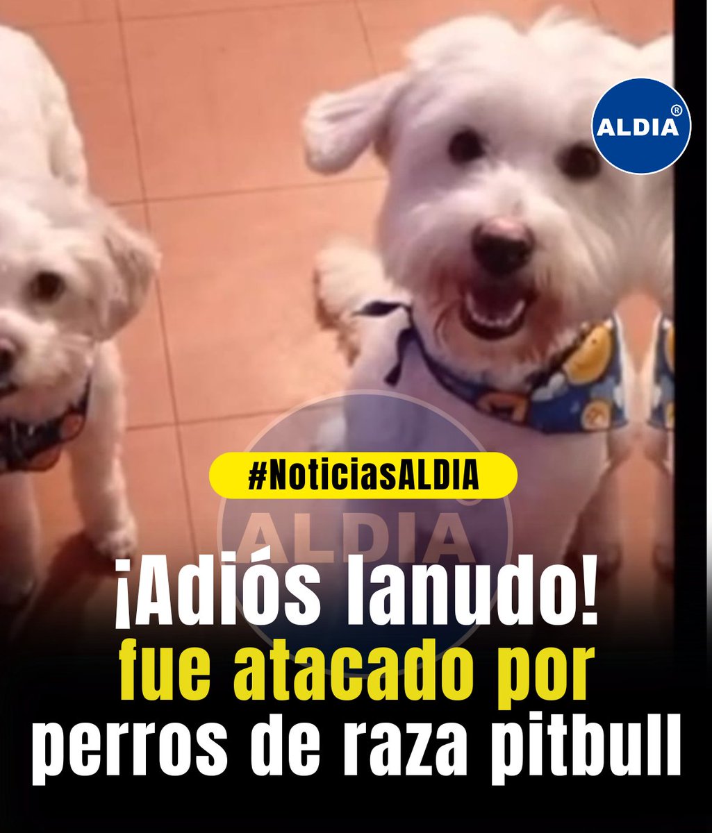 aldiacomec's tweet photo. 😞A partir de este suceso, las personas en redes sociales y familia piden justicia para #lanudo @aldiacomec

https://t.co/w0kG6ZHhEA
.
.
.
📲Únete a nuestro canal de Whatssaap: https://t.co/ETMSeQrKnE.
.
.
#NoticiasALDIA #Facebook https://t.co/wXtAJwVQ2c