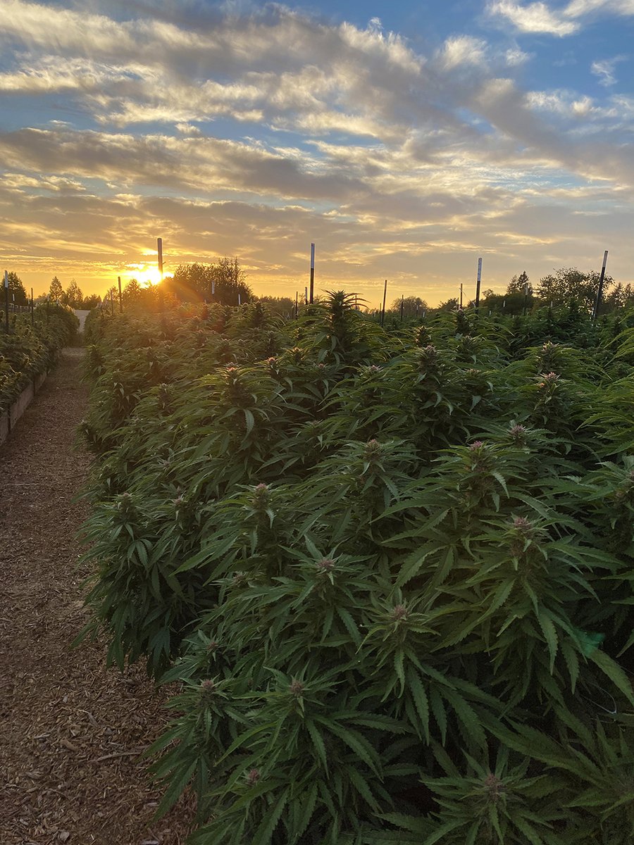 LumaCalifornia's tweet image. Luma Sunset Series🌞 Loving life on the Cannabis Farm! #cannabisfarm #CannabisCommunity  #cannabiscup #cannabisindustry