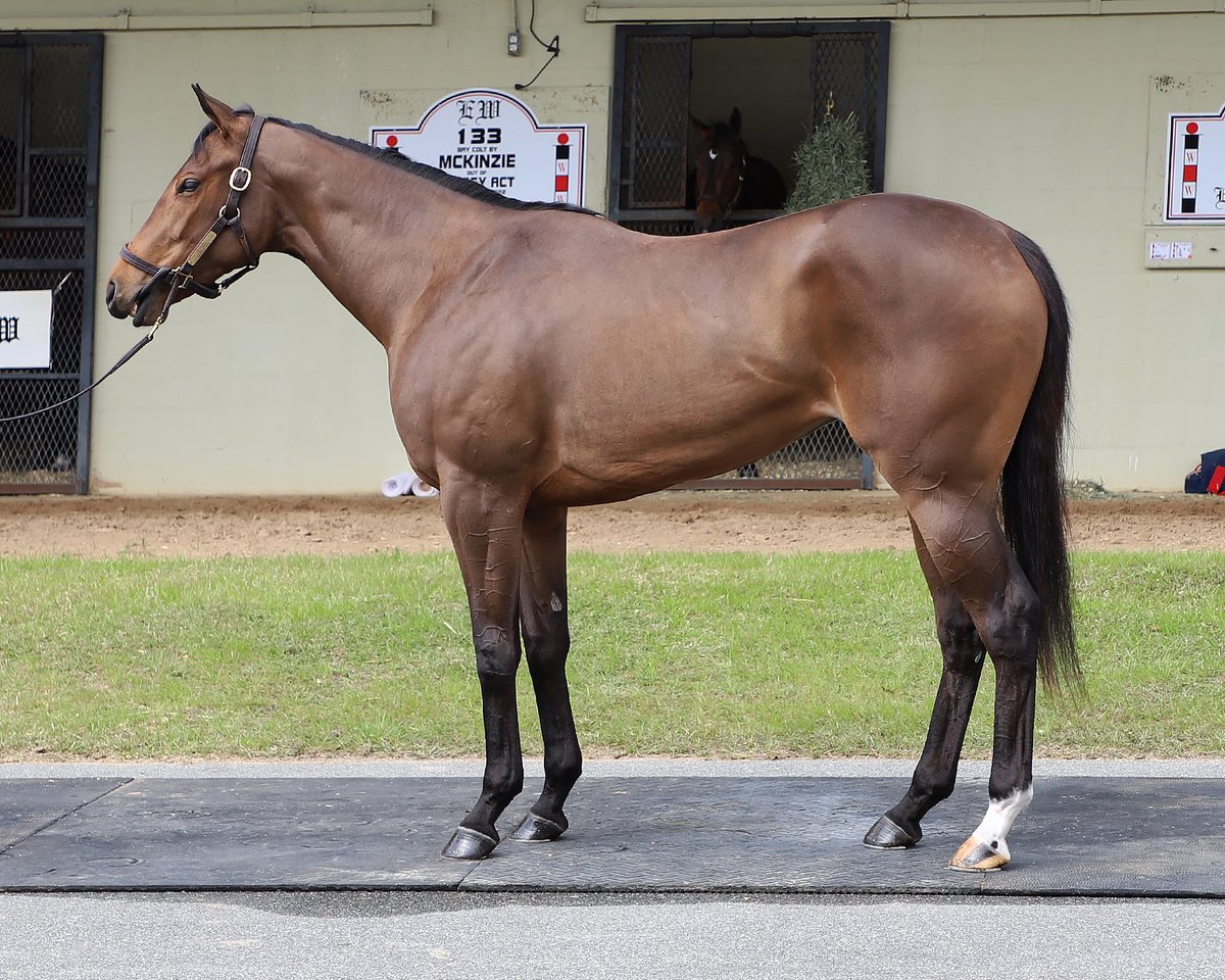 Picked up our first 2-year-old in training sales horse today @OBSSales …Hip 375 is a lovely filly by freshman sire - McKinzie. She’s headed to the @HandalRacing barn after some brief post sale R&R! Thanks to @MigBloodstock for picking her out!