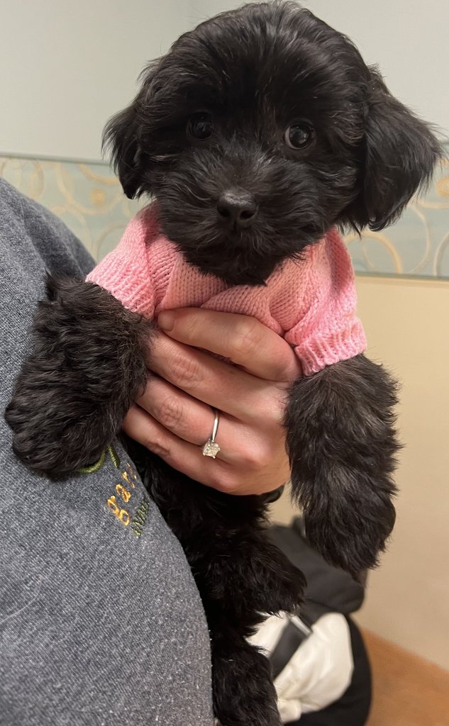 GateCityVet's tweet photo. Is your pet scratching or licking/chewing their paws this time of year? 
Letty's the 9 week old #Havapoo was having these new signs and her parents discussed this with the veterinarian at her puppy visit. https://t.co/GXC1Z0C2W5