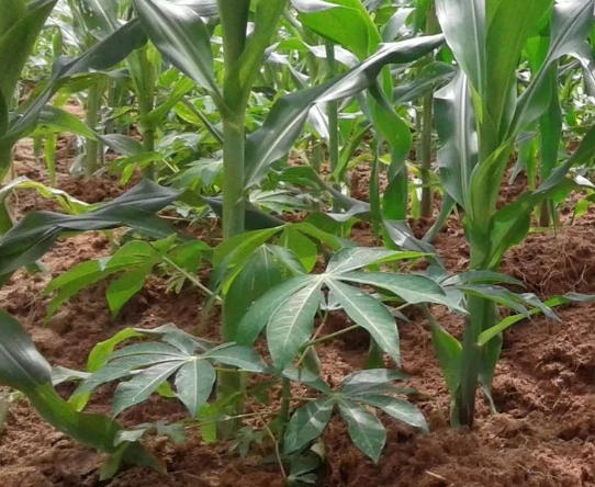 HetoGrow's tweet photo. Ohaneze Ndigbo UK in conjunction with #Igbo community UK and HetoGrow Capital UK invites you to join us for the 2024 International #Conference on #Agriculture and #FoodSecurity in Igboland. Register at https://t.co/HiZtK0zVB4 https://t.co/EoqSG34Oqk
