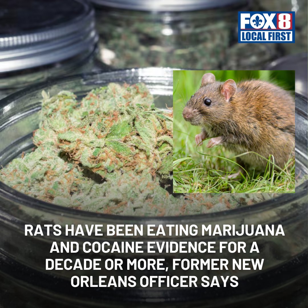 FOX8NOLA's tweet photo. Visibly intoxicated rats scattering from the lights in the New Orleans Police Department's evidence room are not a new problem, according to one former officer. https://t.co/ZP63zGFaSb https://t.co/lOWaBCKiXl