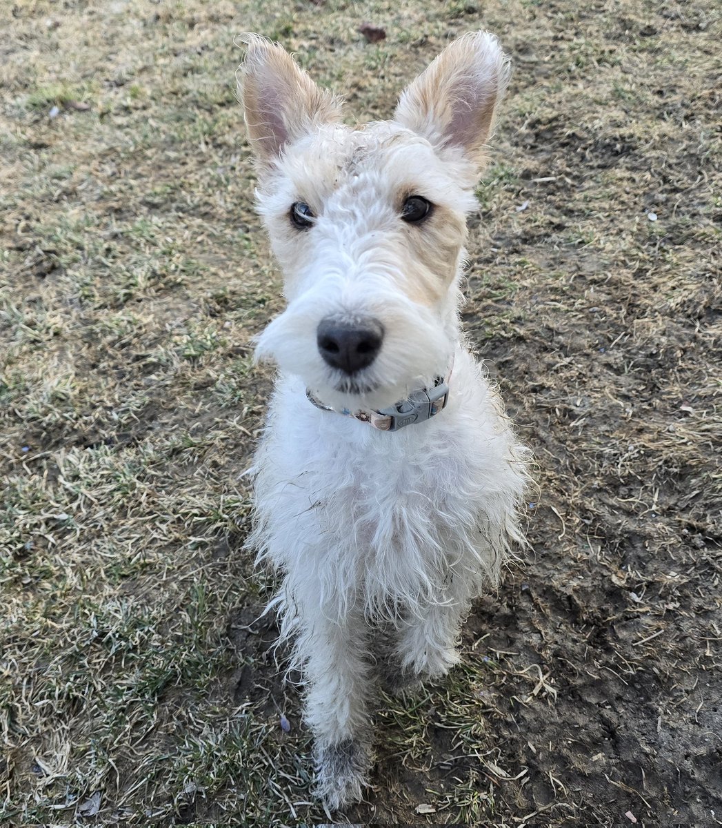 WhereTrueLoveIs's tweet image. #mudseason with Penelope Pumpernickel