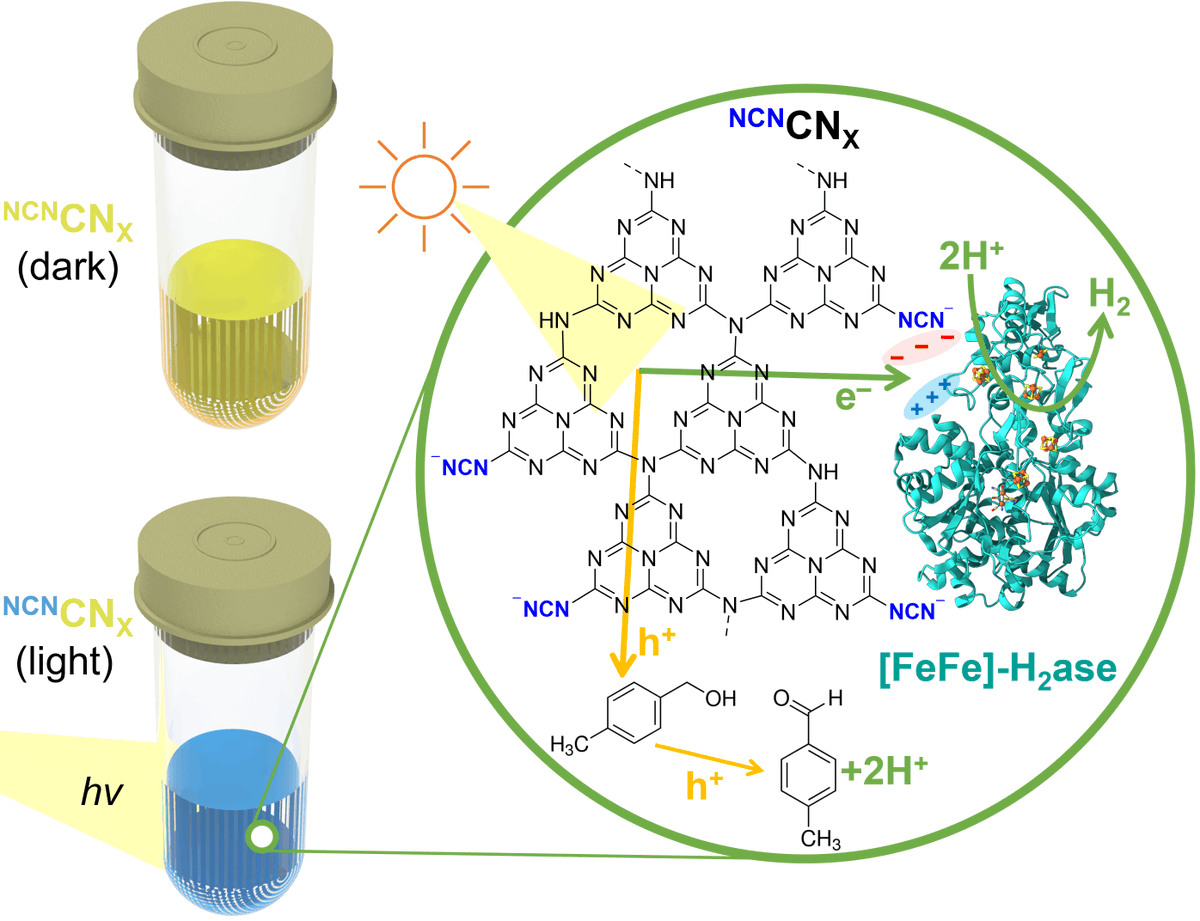 My first work at @ReisnerLab, in collaboration with @Milton_UNIGE, published in @ChemicalScience. We reported the electrostatic interactions between [FeFe]-hydrogenases and carbon nitride, enabling efficient solar hydrogen production. #MyFirstChemSci

doi.org/10.1039/D4SC00…