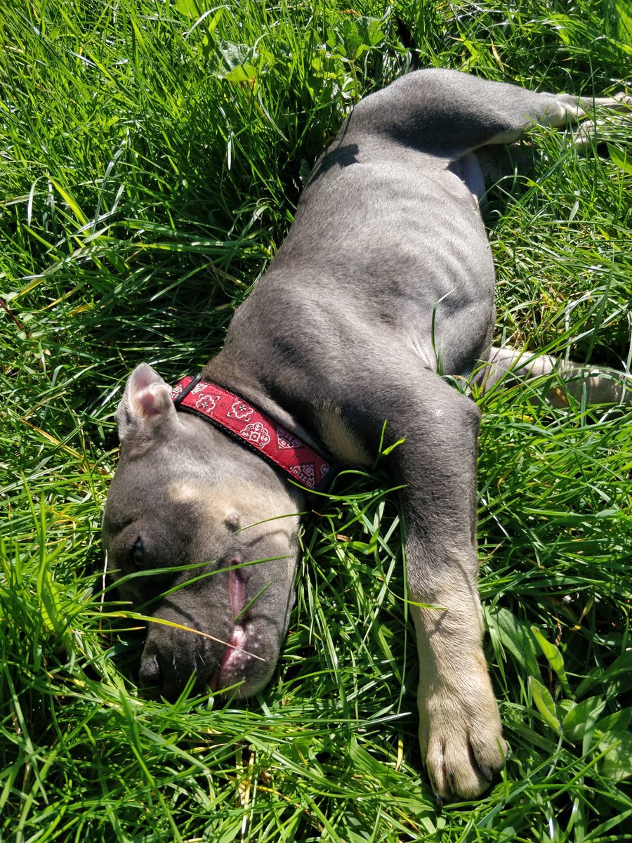 antonio parlapiano tweet media