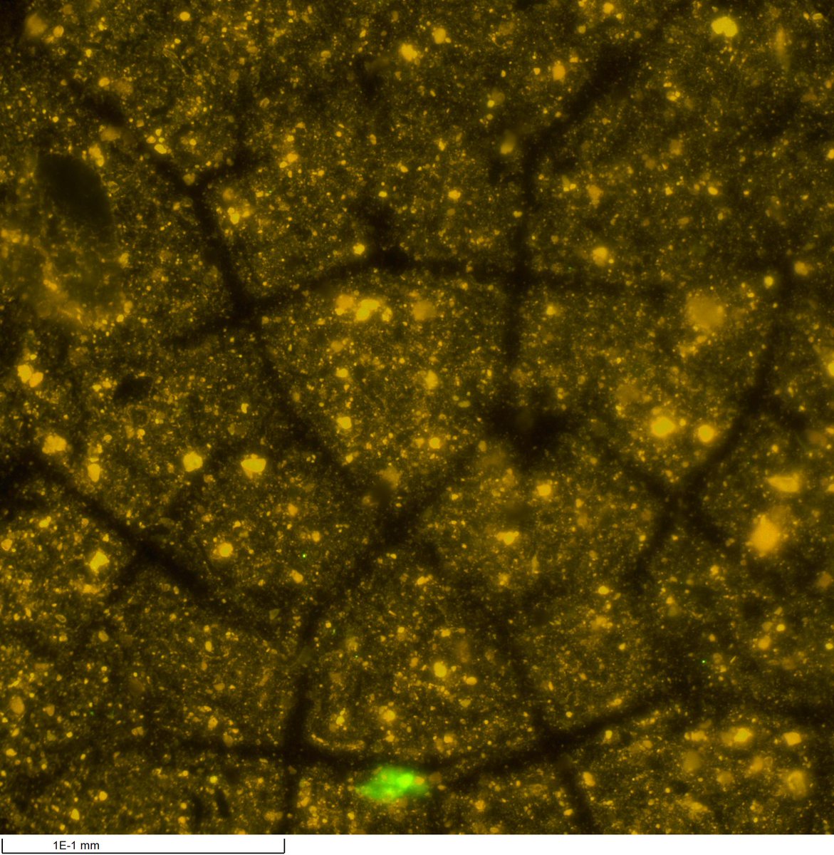 US_SciOD's tweet image. Another round of images was added to the Science Art Gallery. Check out those #colors!

Comment below what you see in the #microscopic patterns.

Read more here wp.me/P9RTBK-aCa

#OnlineGallery #EXP402 #petrography #fluorescence #scienceart #creative #thinsections
