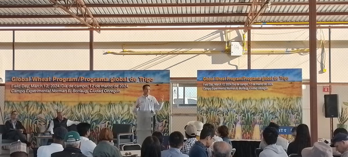 bramaccimmyt's tweet photo. Thank you to everyone who is participating in the 2024 Wheat Visitors Week & field day in Obregon at #CENEB station under the theme 'Tomorrow's Wheat... Today'.
We live in challenging days.
Let's turn hope into action to change the world for good. https://t.co/PFZfhLq6E4