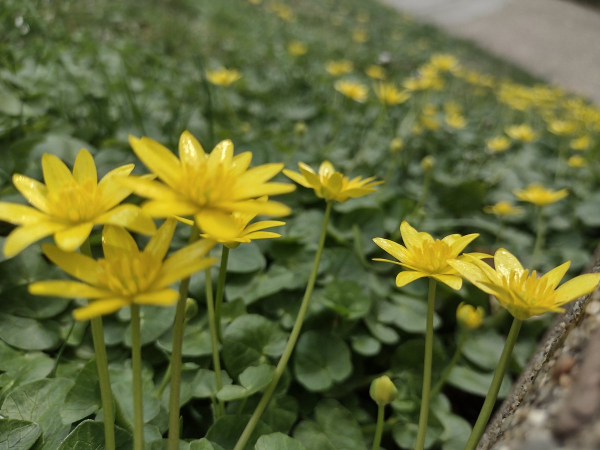 Ficaria verna, aka lesser celandine/pilewort. It is an invasive buttercup-family flower from Europe and Western Asia that blooms in early Spring, often blanketing forest floors. 

#SpringTime #flowerphotography #Flowers #NaturePhotography