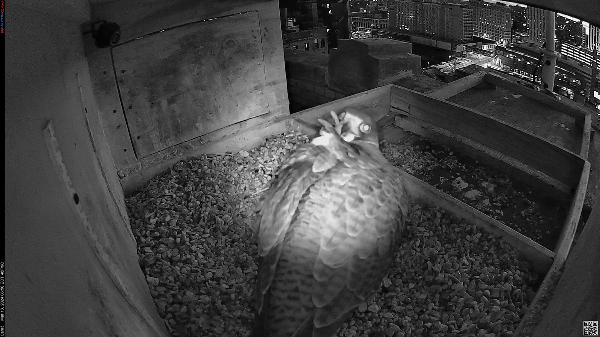 Last year Nova laid her first egg on March 25th. Will it be earlier this year?
We'll just have to wait an see! cp
#ROC #peregrine #falcon