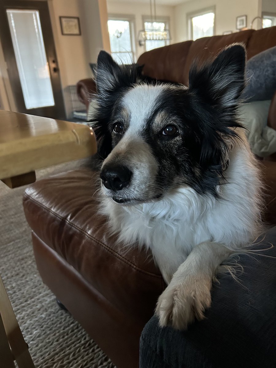hurricane9393's tweet image. Got any of that chicken left?

#bordercollie #beggar