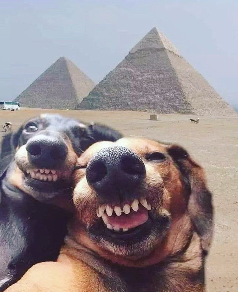 BichinhosFB's tweet photo. Quero a última foto que você tirou do seu bichinho

Não vale roubar https://t.co/zoI5ObcKrS
