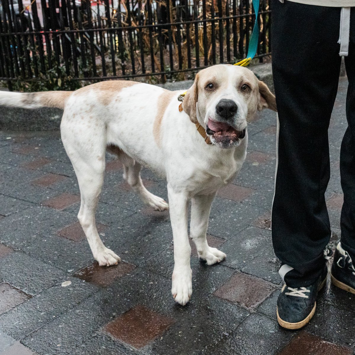 The Dogist tweet media