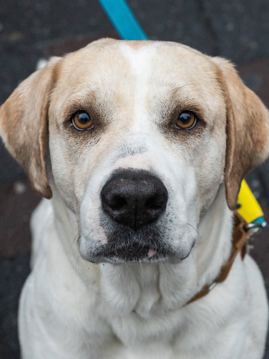 The Dogist tweet media