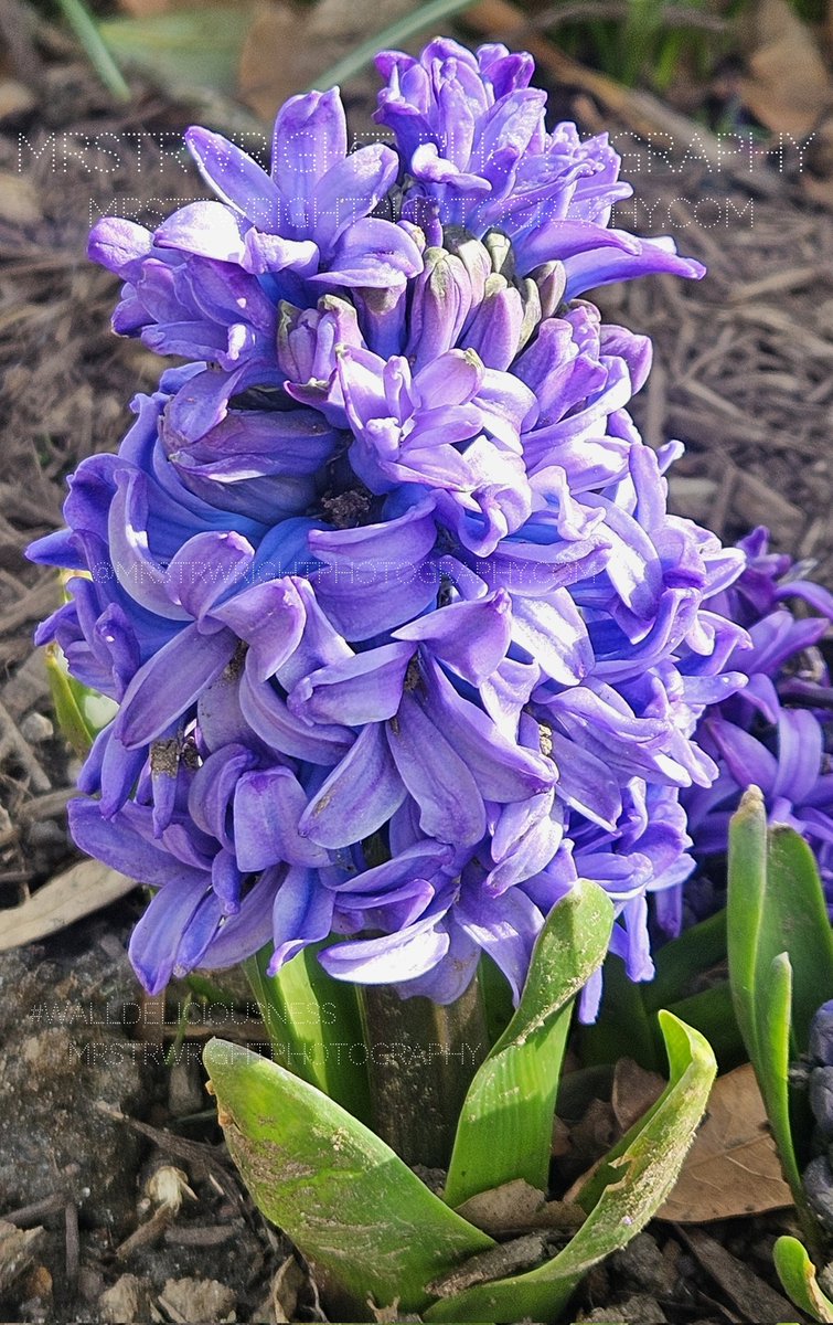 mrstrwright's tweet image. Hello, Spring!💜📷 QWS: &quot;I think it pisses God off if you walk by the color #purple in a field somewhere and don&apos;t notice it.&quot; #AliceWalker #mrstrwright #walldeliciousness #art #nature #photography #eyecandy #digitalart #joy #flowers #decor #spring #featurewall #naturephotography
