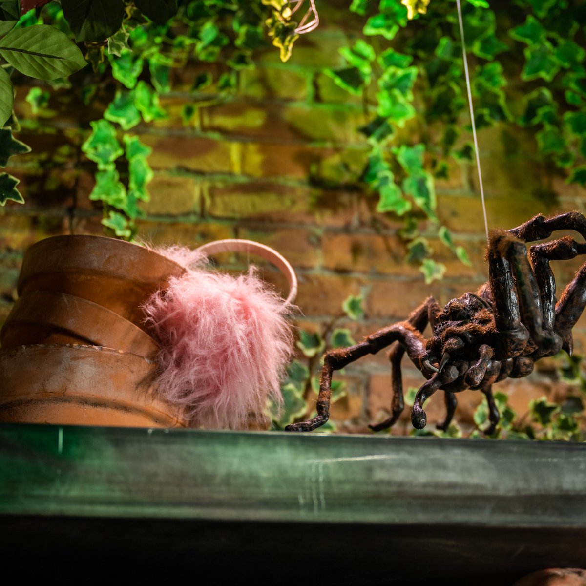 HarryPotterNY's tweet photo. DO NOT forget your earmuffs when handling these melodious Mandrakes! Spot a few of these pesky plants in the Toys &amp; Games room at #HarryPotterNY 🎧 #EarmuffDay https://t.co/uWSNQ6CEId