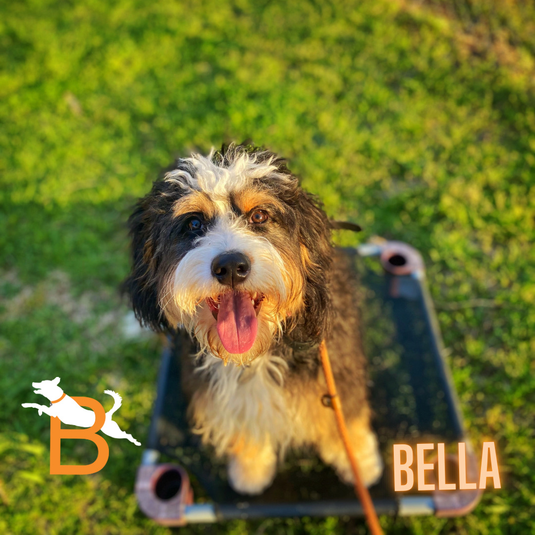 DogBreakthrough's tweet photo. Bella (week 1) learning to channel her energy toward self control. 

https://t.co/AiqG0MCwp5

#breakthroughdogtraining #bernedoodle #boardntrain #dogsofdallas #dallasdogtraining #doodlesofdallas #ecollar #dallasobedience https://t.co/BQoxMzsLKd