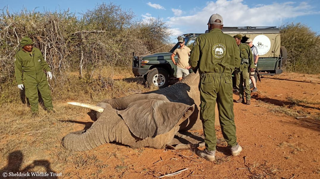 SheldrickTrust tweet picture