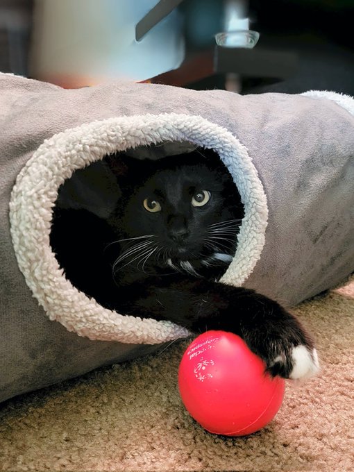 MY ball!!! Don't you dare touch!  😂 #JoeyAntics https://t.co/4AynPJFsKb<a href="/tag/joeyantics"class="tags">#JoeyAntics</a>