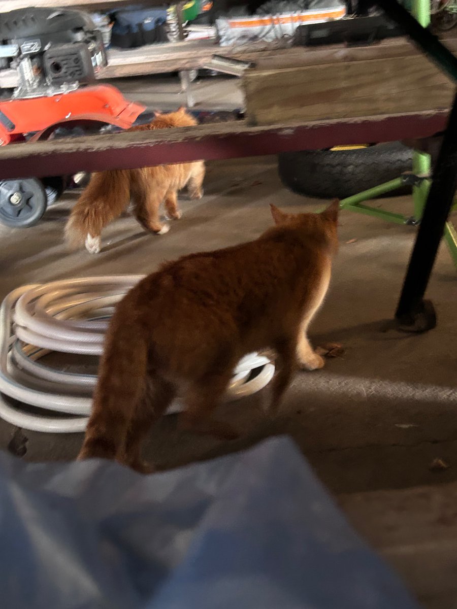 this random cat showed up in mybarn who are you kitty