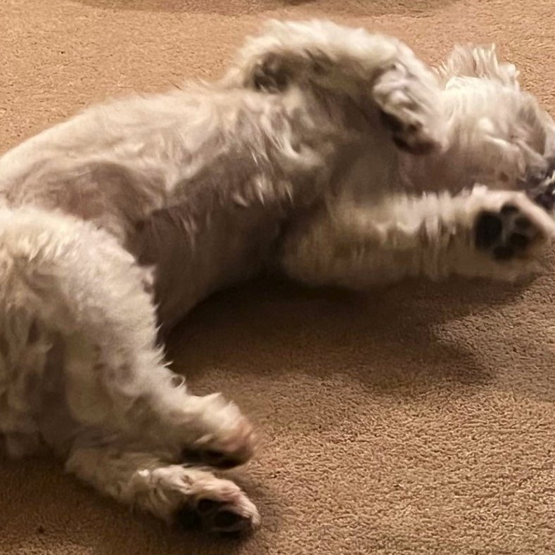 Bay Treasure Chest tweet media