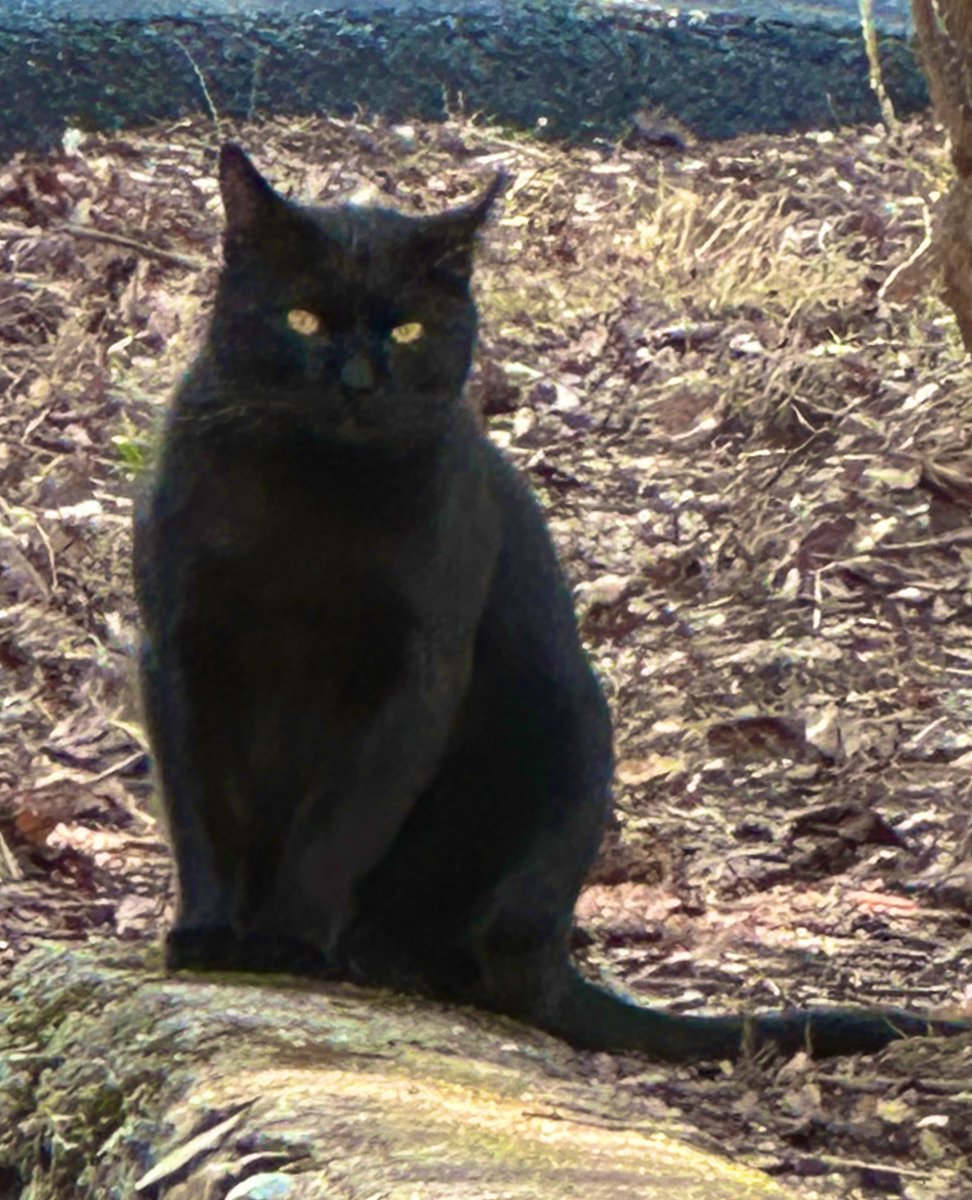 Take a moment to enjoy my cat