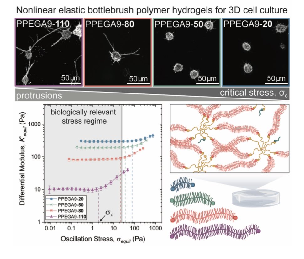 NEW PREPRINT ALERT! 🔔 
Super exited to share the first work from my postdoc in the <a href="/AnsethGroup/">Anseth Group</a>! 
Here we engineer nonlinear elastic bottlebrush polymer hydrogels to study how cells respond to strain-stiffening extracellular microenvironments.

🧵 (1/n)

doi.org/10.1101/2024.0…