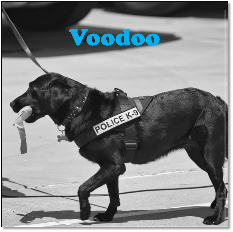 Today we honor our K9 Veterans who serve our communities alongside their human handlers. #DYK that #DEA relies on our local law enforcement for our four-legged officers? Our furry friends are great at detecting drugs in all of the ways human can't. #K9VeteransDay @SanDiegoPD