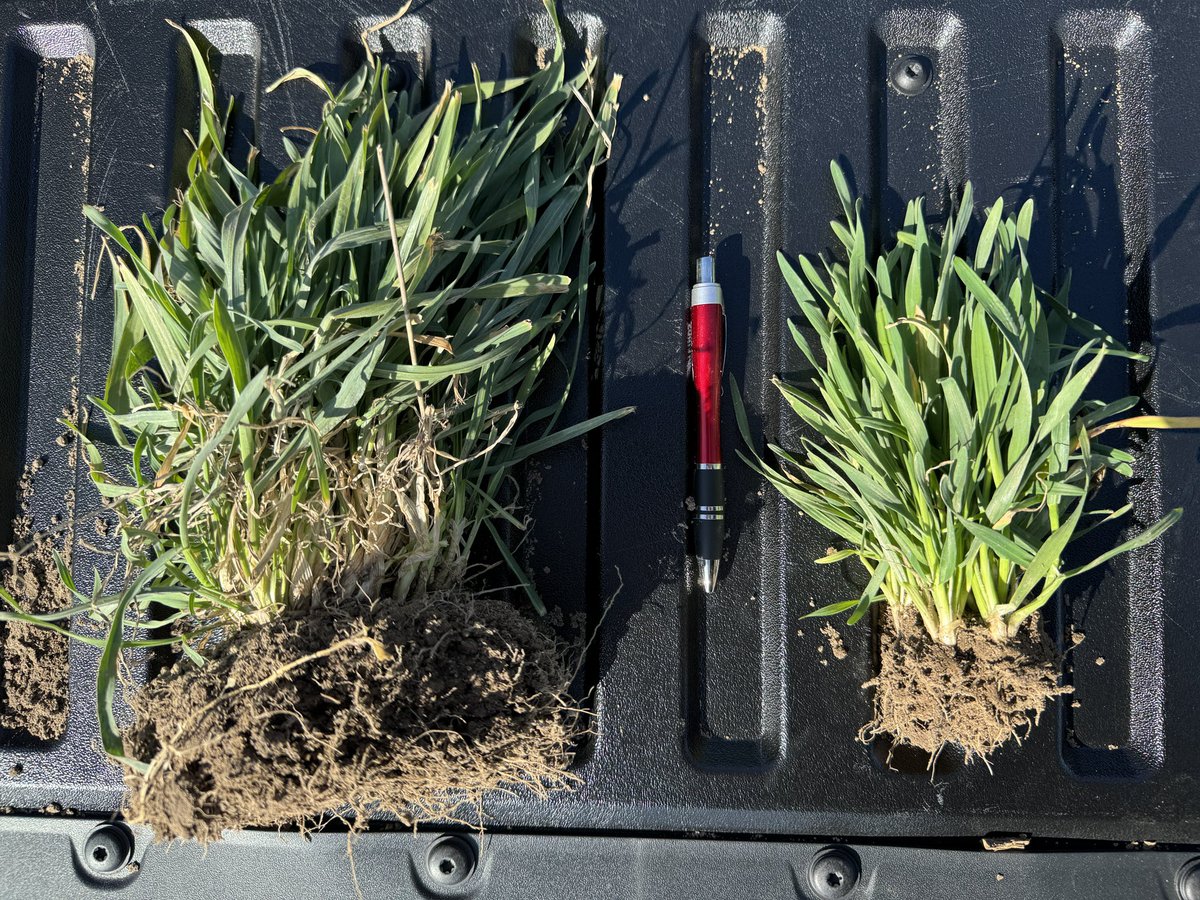 Timing matters! Volunteer cereal rye established early September (left) versus cereal rye drilled early October (right) at Brooklyn, WI.

Let’s keep a close eye on our #covercrops this spring so they don’t get out of control. Soil moisture is my main concern.

📸 March 13, 2024