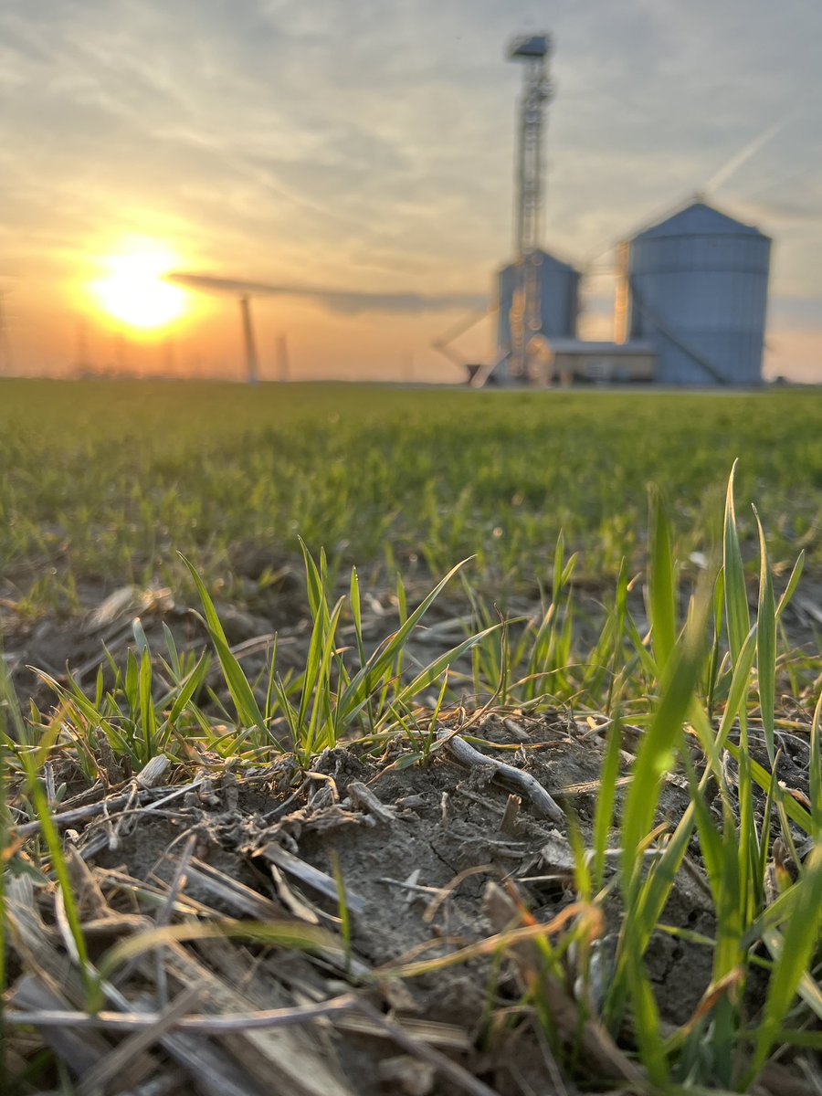 A 70 degree in MARCH in #NWOhio !?What is with this weather? Our #wheat crop sure is loving it! 

#Grow2024 #Spring2024 #Wheat2024  #SpringSunset #MoserFarms #FarmLife