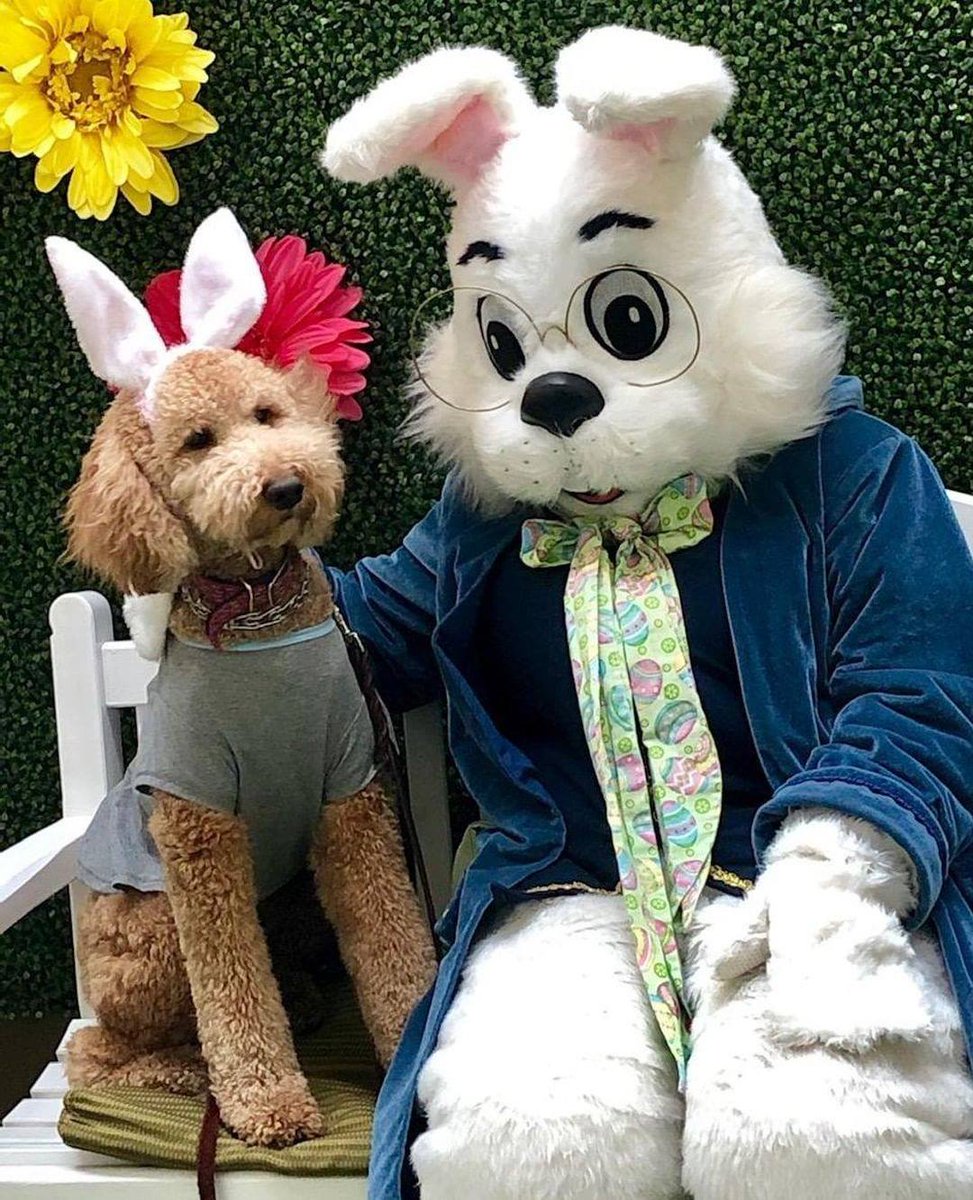 PREIT's tweet image. The Bunny is back in town! Our properties are hosting spring portraits with the Bunny through March 30th.

Find your local PREIT location and make your reservation today: bit.ly/4cdztIU