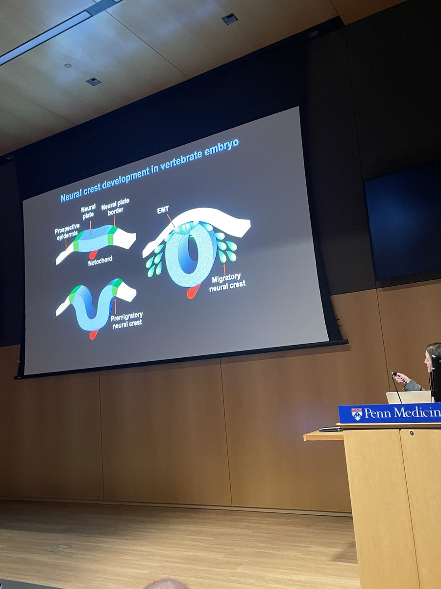 “Mending broken hearts with Neural Crest cells”
How many times have I used these images during my PhD. 
Thanks <a href="/BronnerMarianne/">marianne bronner</a> Best title for such an amazing talk!