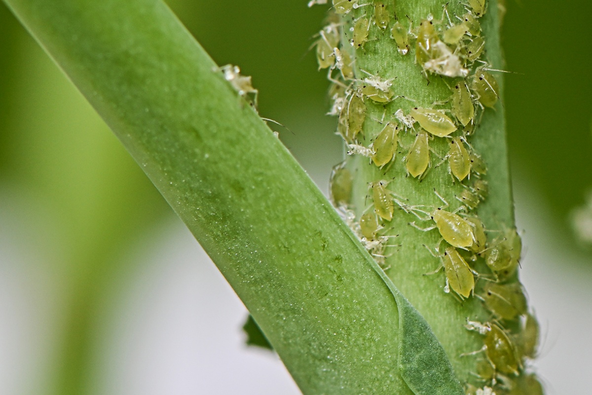 Growers across the southern region are encouraged to eliminate volunteer canola, which is currently widespread, to reduce the risk green peach aphid &amp; turnip yellows virus. 

👉 bit.ly/43gmYbj

<a href="/AgCommunicators/">AgCommunicators</a> <a href="/DPIRDbroadacre/">DPIRD Broadacre - WA Grains & Livestock</a> <a href="/Macquarie_Uni/">Macquarie University</a> <a href="/VicGovAg/">Agriculture Victoria</a> <a href="/Steve_Marcroft/">Marcroft Grains Pathology</a>