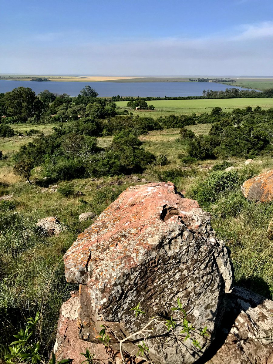 Javier Elías Florentín (@florentin_je) on Twitter photo Exploring the biodiversity of northeastern Corrientes! 🌿 Thanks to the Dirección de Recursos Naturales de Corrientes and my field companions <a href="/Walter_A_Medina/">Walter Medina</a>, <a href="/Mercedessosa/">mercedessosa</a> and @JosemiguelPiñeiro for their support in this exciting search for #endemic species. Exploring the biodiversity of northeastern Corrientes! 🌿 Thanks to the Dirección de Recursos Naturales de Corrientes and my field companions <a href="/Walter_A_Medina/">Walter Medina</a>, <a href="/Mercedessosa/">mercedessosa</a> and @JosemiguelPiñeiro for their support in this exciting search for #endemic species.